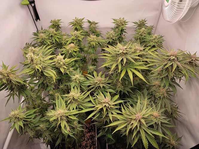 Growreport Bild 28