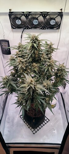 Growreport Bild 3