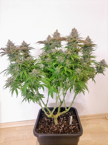 Growreport Bild 54