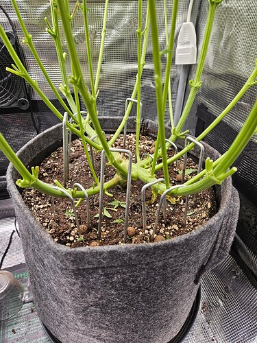 Growreport Bild 7