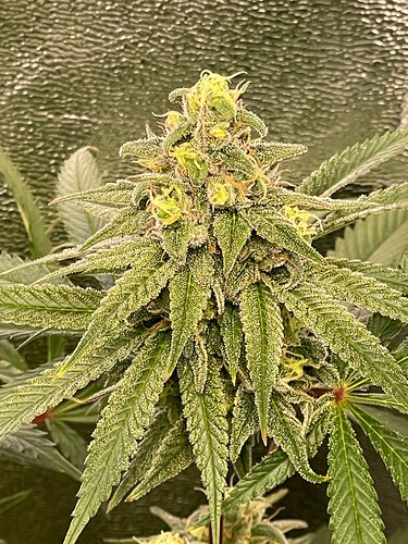 Growreport Bild 62