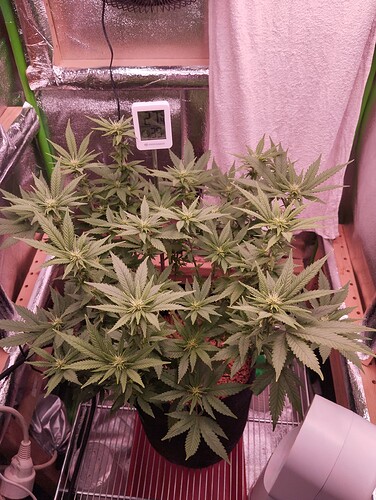 Growreport Bild 8