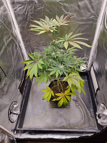 Eine einzelne Cannabispflanze in einem Zelt, die sich in der Blütephase befindet. Die Pflanze hat mehrere Blütenstände und einige gelbliche Blätter am unteren Teil.