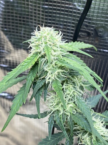 Growreport Bild 37