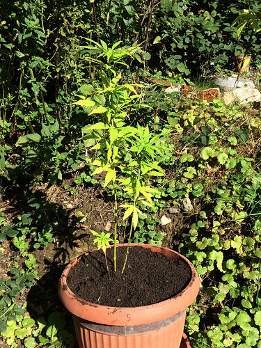 Grow26090614