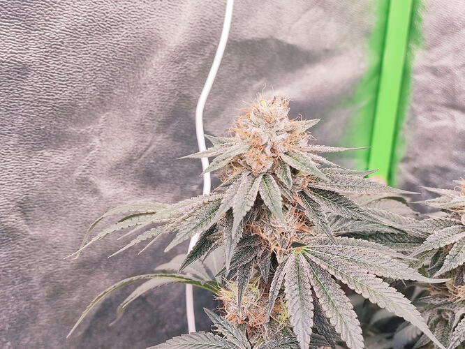 Growreport Bild 136