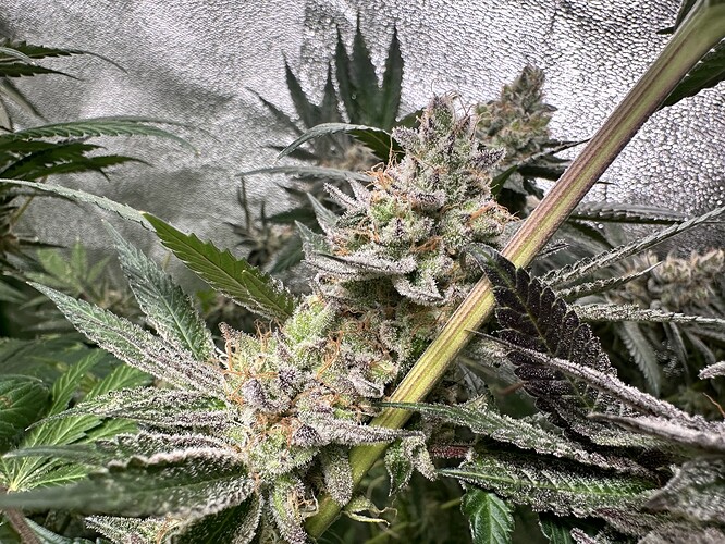 Growreport Bild 26