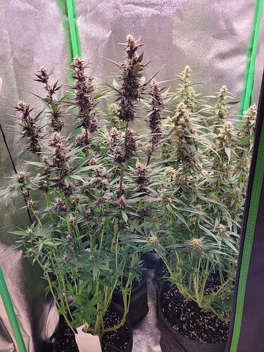 Growreport Bild 30