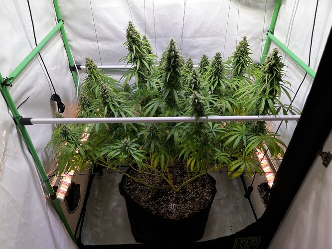 Growreport Bild 1