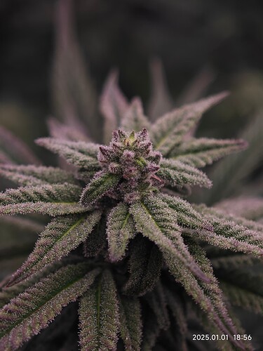 Growreport Bild 8