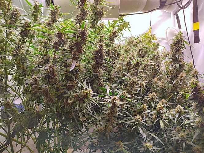 Growreport Bild 31