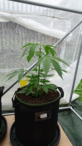Growreport Bild 1