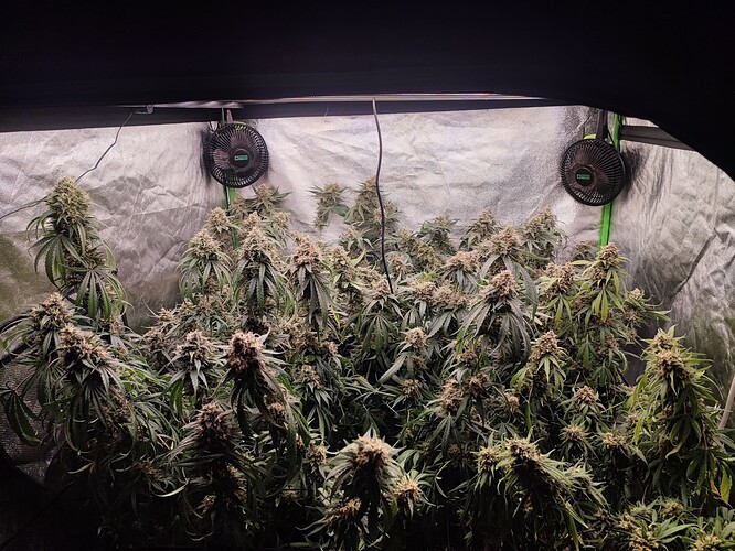 Growreport Bild 27
