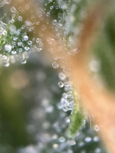 Growreport Bild 9