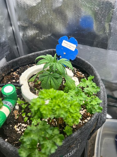 Growreport Bild 2
