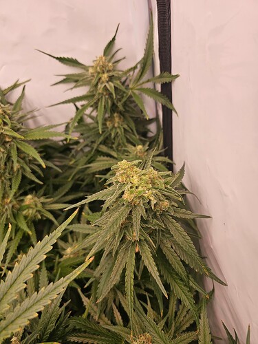 Growreport Bild 48