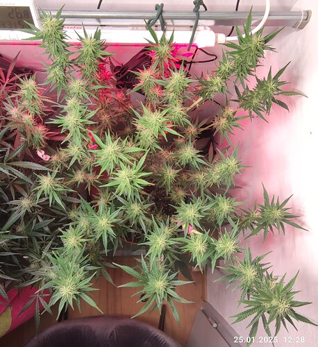 Growreport Bild 7