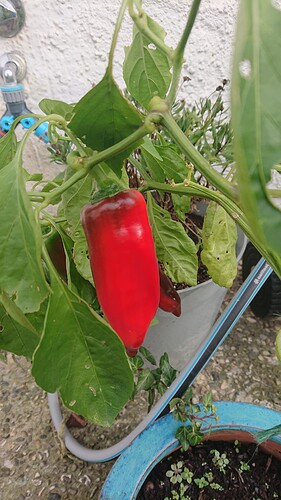 Growreport Bild 34