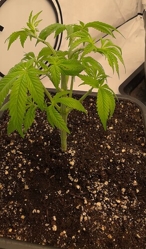 Growreport Bild 12
