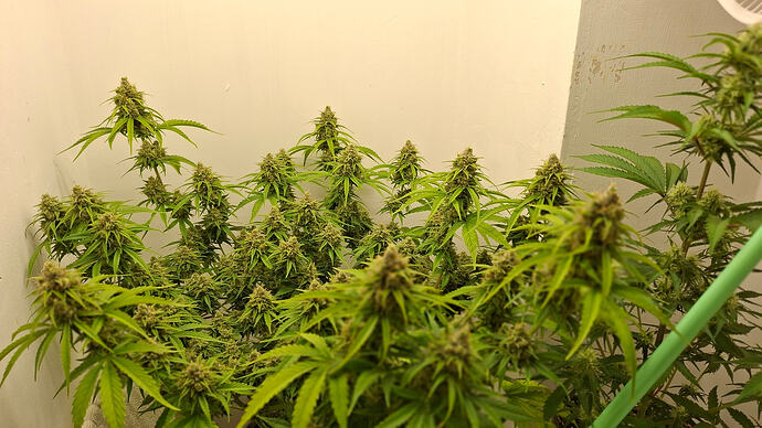 Growreport Bild 337