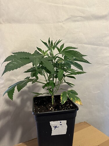 Growreport Bild 5
