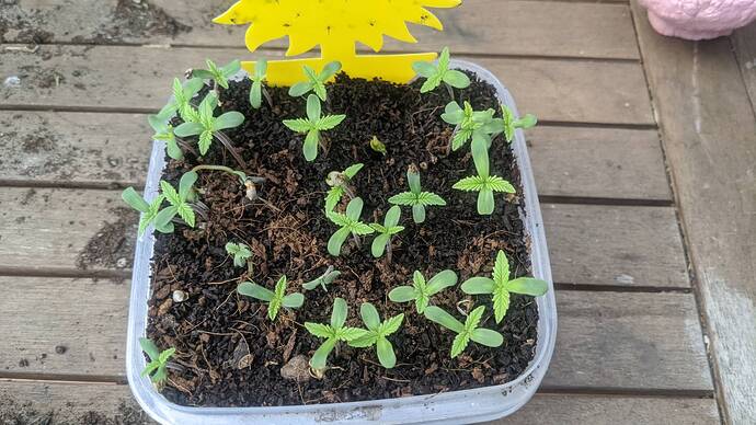 signal-2024-08-19-111948_004