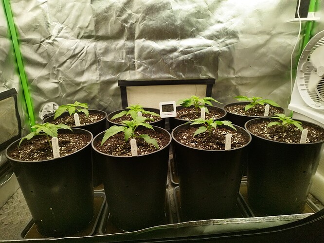 Growreport Bild 7