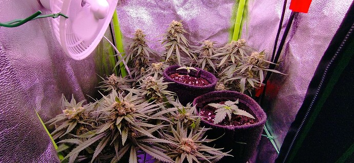 Growreport Bild 2