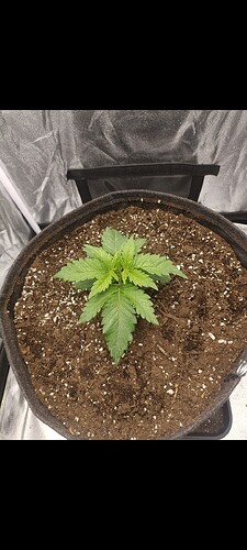 Growreport Bild 1