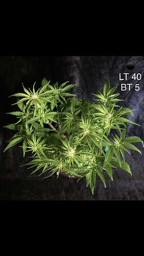 Growreport Bild 1