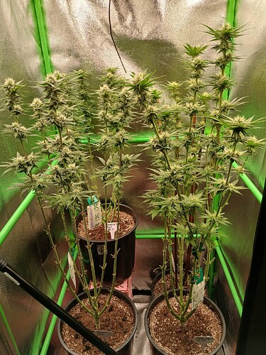 Growreport Bild 9