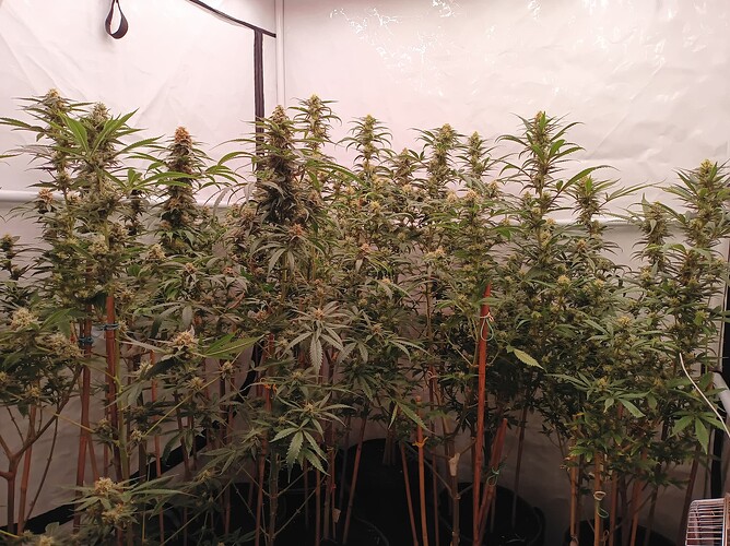 Growreport Bild 27