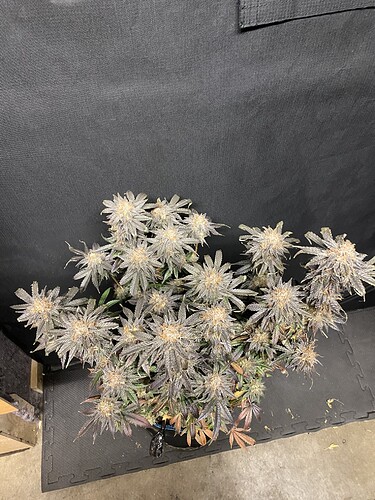 Growreport Bild 21