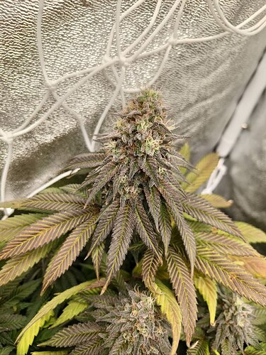 IMG_20240612_225750_222