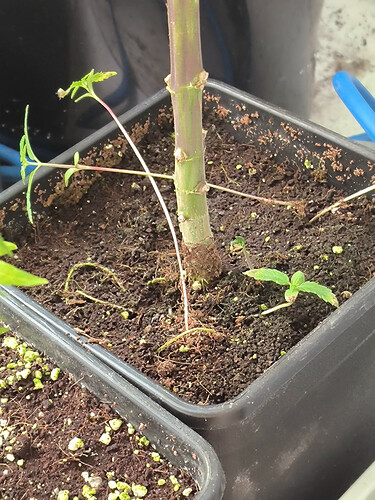 Growreport Bild 6