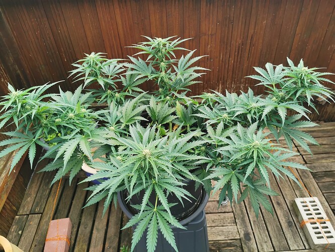 Growreport Bild 5