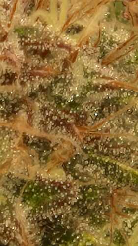Growreport Bild 38