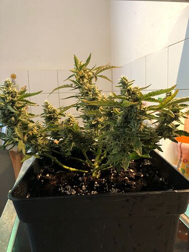 Growreport Bild 5