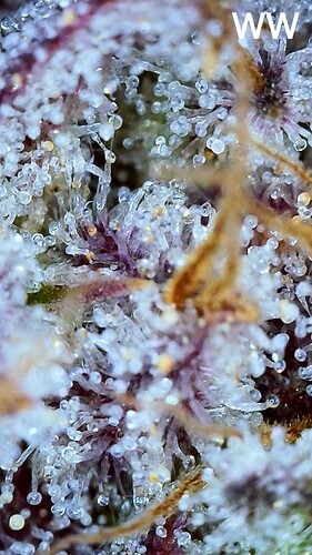 Growreport Bild 2