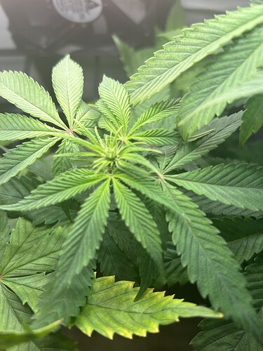 Growreport Bild 3