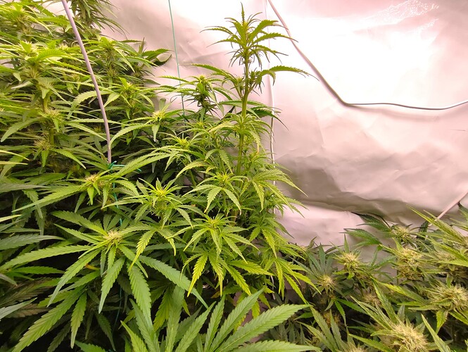 Growreport Bild 37