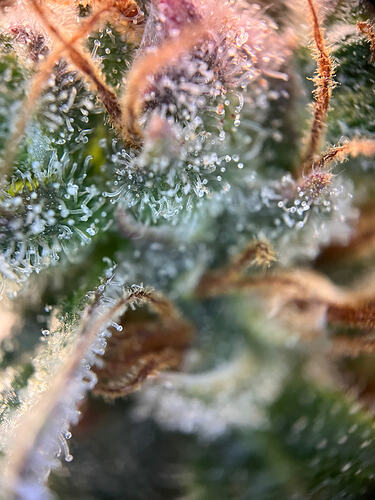 Growreport Bild 4