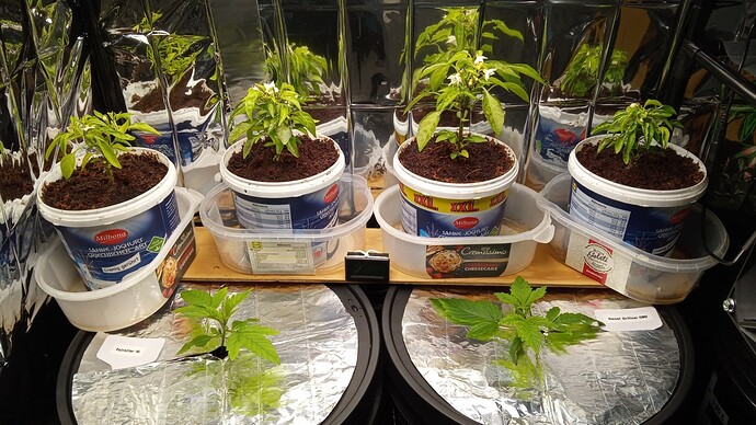 Growreport Bild 4