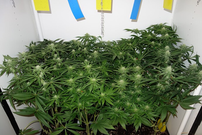 Growreport Bild 3