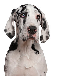 Great-Dane-3