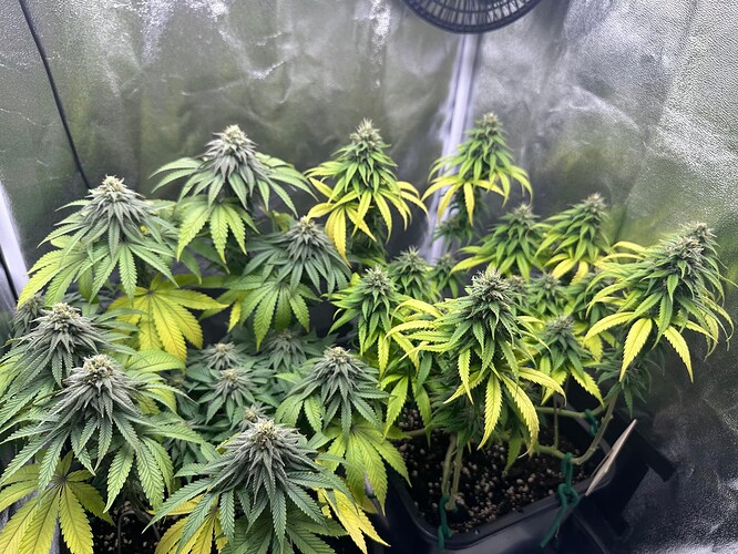Growreport Bild 3