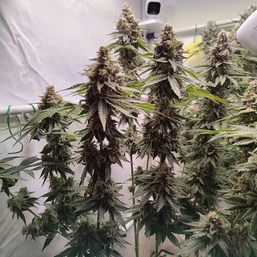Growreport Bild 22