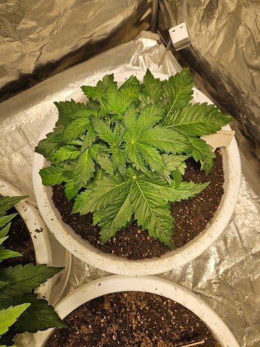 Growreport Bild 16
