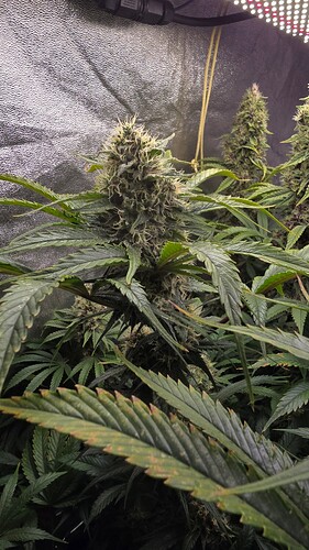 Growreport Bild 19