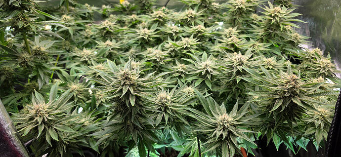 Growreport Bild 9